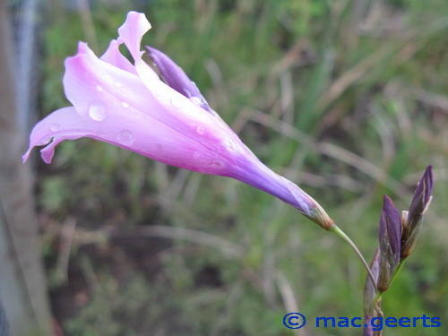 Dierama grandiflorum